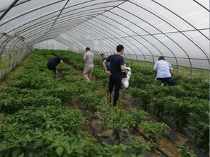 開展農產品例行監測 守護舌尖上的安全