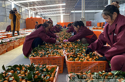 2019河池農(nóng)產(chǎn)品產(chǎn)銷對接活動簽約金額達(dá)7800萬元，農(nóng)產(chǎn)品產(chǎn)銷邁上新臺階